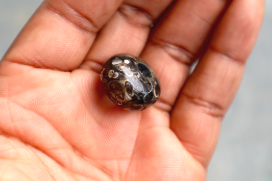 Turritella Agate Bead