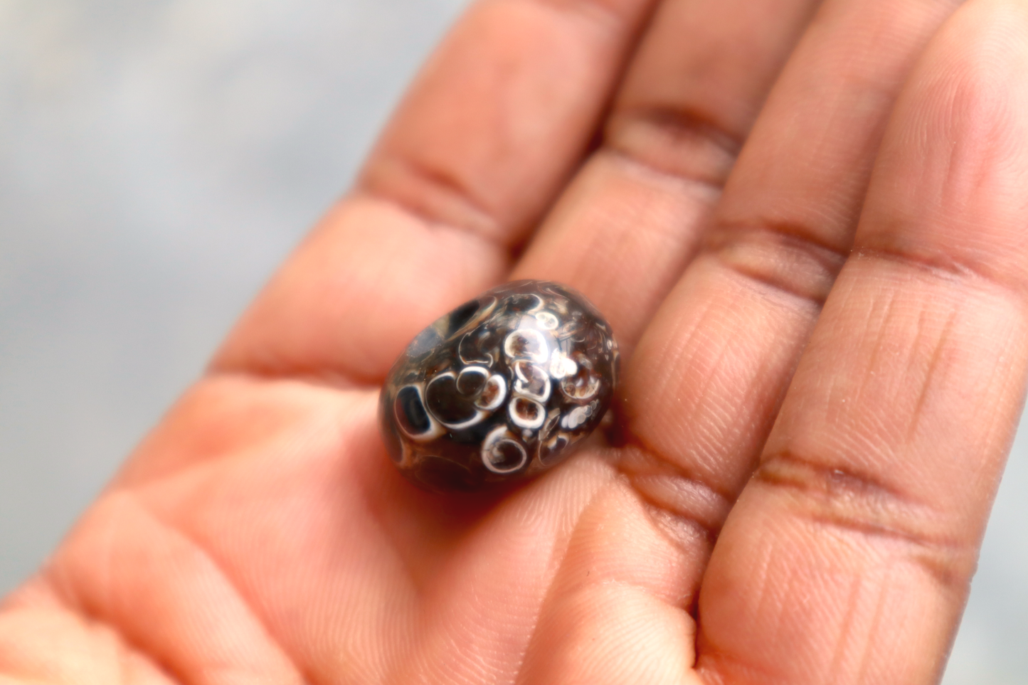 Turritella Agate Bead