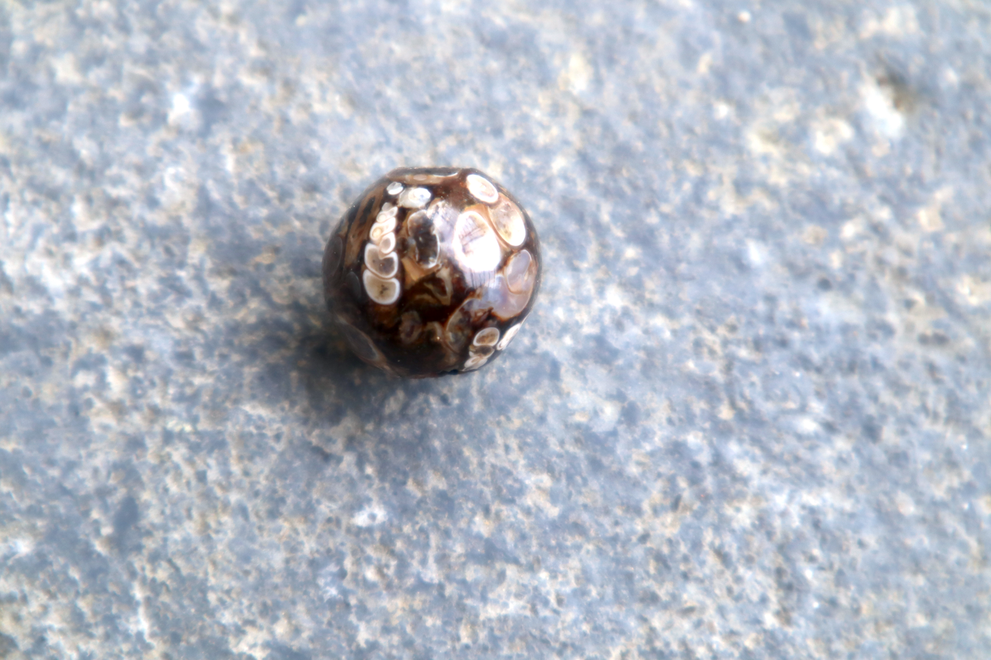 Turritella Agate Bead