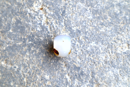 Montana Agate Bead