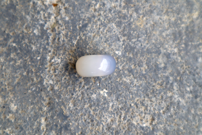 Montana Agate Bead