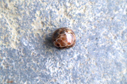 Turritella Agate Bead